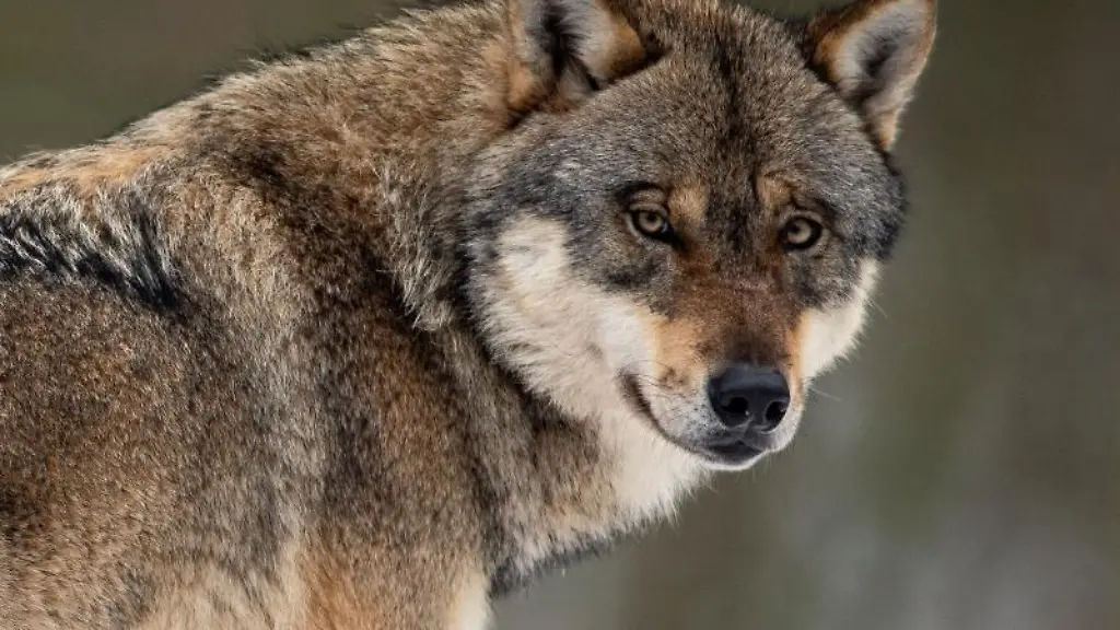 Ein-Wolf-steht-in-einem-Gehege-im-Wildpark-Neuhaus