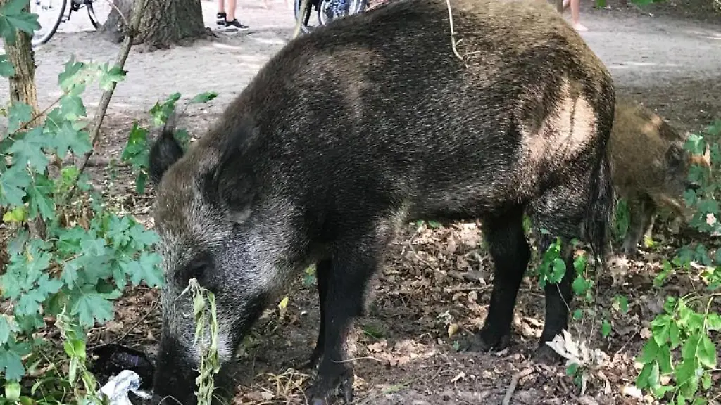 Ein-Wildschwein-mit-seinem-Nachwuchs-schnuppert-auf-der-Badewiese-am-Teufelssee