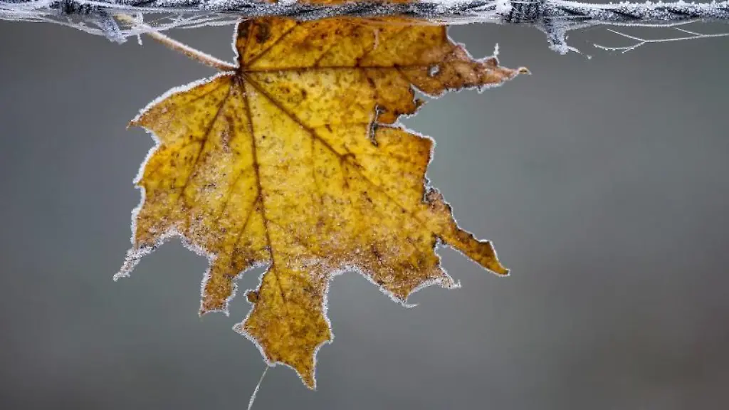 Ein-herbstlich-gefaerbtes-Ahornblatt-hat-sich-bei-Minusgraden-an-einem-Drahtzaun-verfangen
