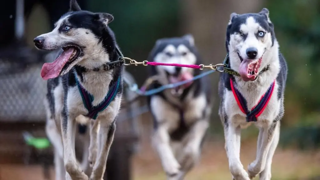 Hunde-ziehen-beim-Schlittenhunderennen-im-Tierpark-Stroehen-ein-modifiziertes-Fahrrad-hinter-sich-her