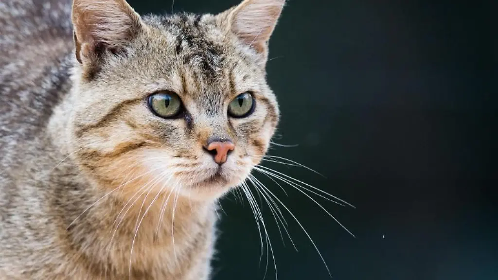 Eine-Wildkatze-Felis-silvestris-steht-in-einem-Wildkatzengehege
