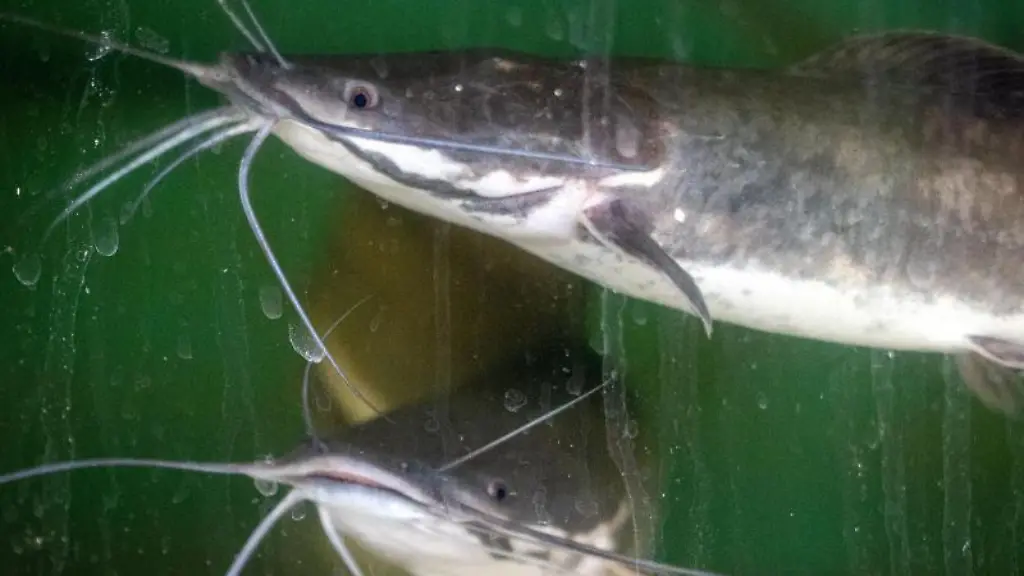 Afrikanische-Welse-schwimmen-in-einem-Wasserbecken-in-einer-Forschungsanlage-fuer-Aquakulturen