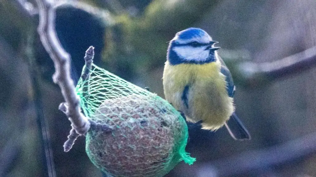 Eine-Blaumeise-hat-sich-an-einem-Meisenknoedel-an-einem-Apfelbaum-eingefunden