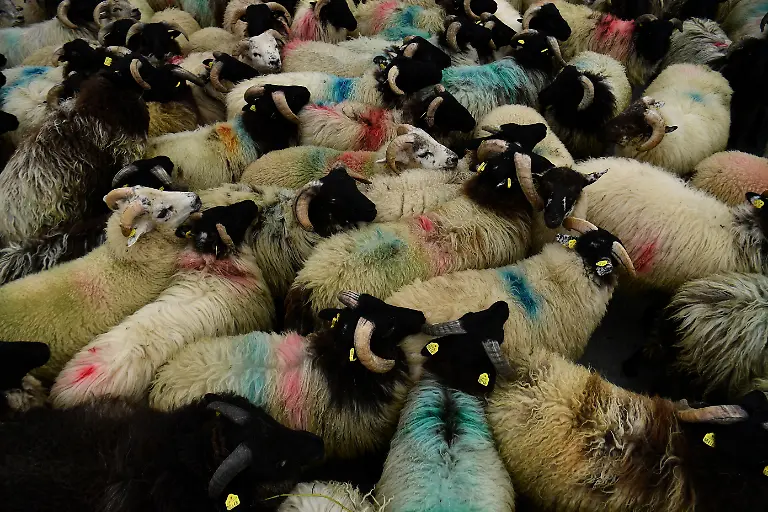 2021-11-17T133848Z-848356654-RC29GP9E3GSP-RTRMADP-3-IRELAND-ENVIRONMENT-SEAWEED