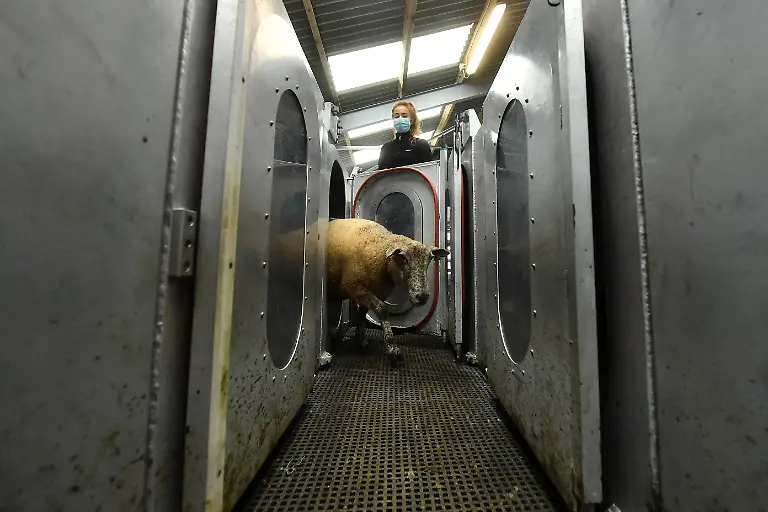 Emily-Roskam-la-sst-Schaf-aus-Messkammer