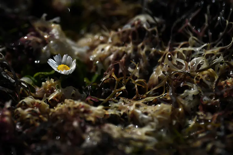 2021-11-17T133902Z-1711521597-RC2ZUM9RJQZA-RTRMADP-3-IRELAND-ENVIRONMENT-SEAWEED