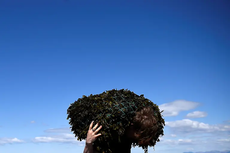 2021-11-17T141651Z-2050205443-RC205N929ILX-RTRMADP-3-IRELAND-ENVIRONMENT-SEAWEED