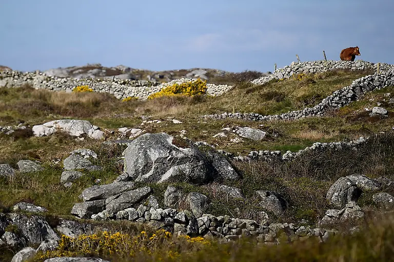 2021-11-17T133840Z-1157311093-RC2HWM9KBTIL-RTRMADP-3-IRELAND-ENVIRONMENT-SEAWEED