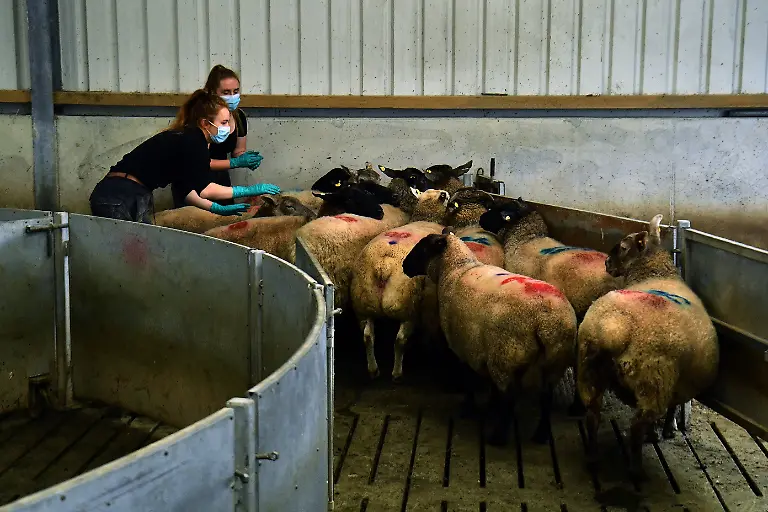 2021-11-17T133847Z-258597360-RC29KP9OYIGY-RTRMADP-3-IRELAND-ENVIRONMENT-SEAWEED