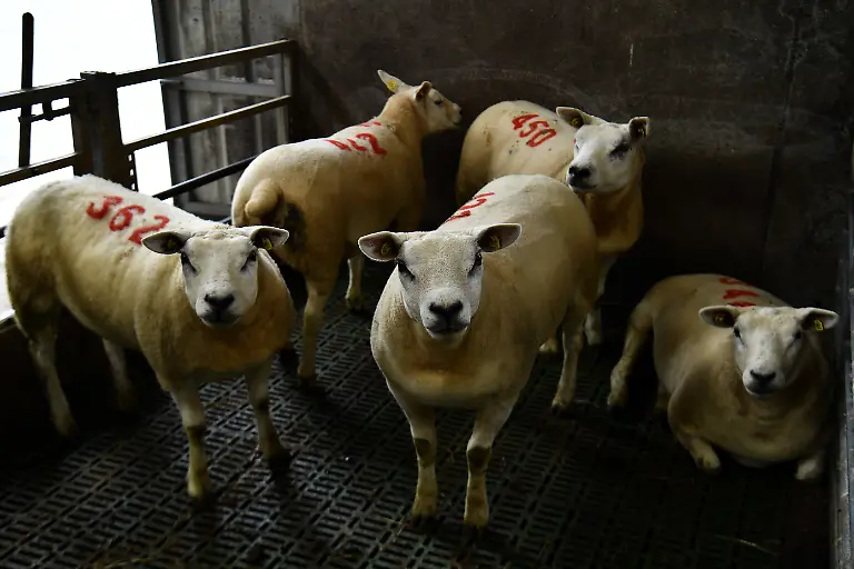 2021-11-17T133843Z-920697683-RC29GP9OQSZ9-RTRMADP-3-IRELAND-ENVIRONMENT-SEAWEED