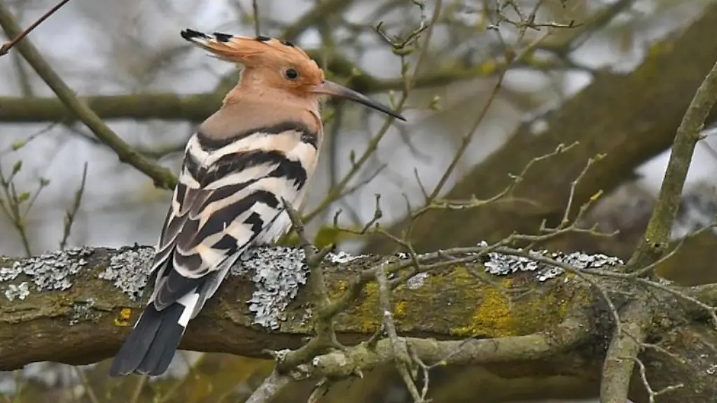 Auf-dem-Ast-eines-Baums-im-Naturschutzgebiet-Mainzer-Sand-sitzt-ein-Wiedehopf