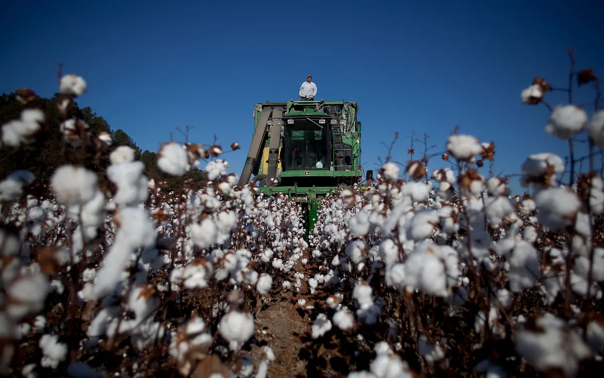 2012-11-29T120000Z-1938344819-TM3E8BS1AOV01-RTRMADP-3-USA-COTTON