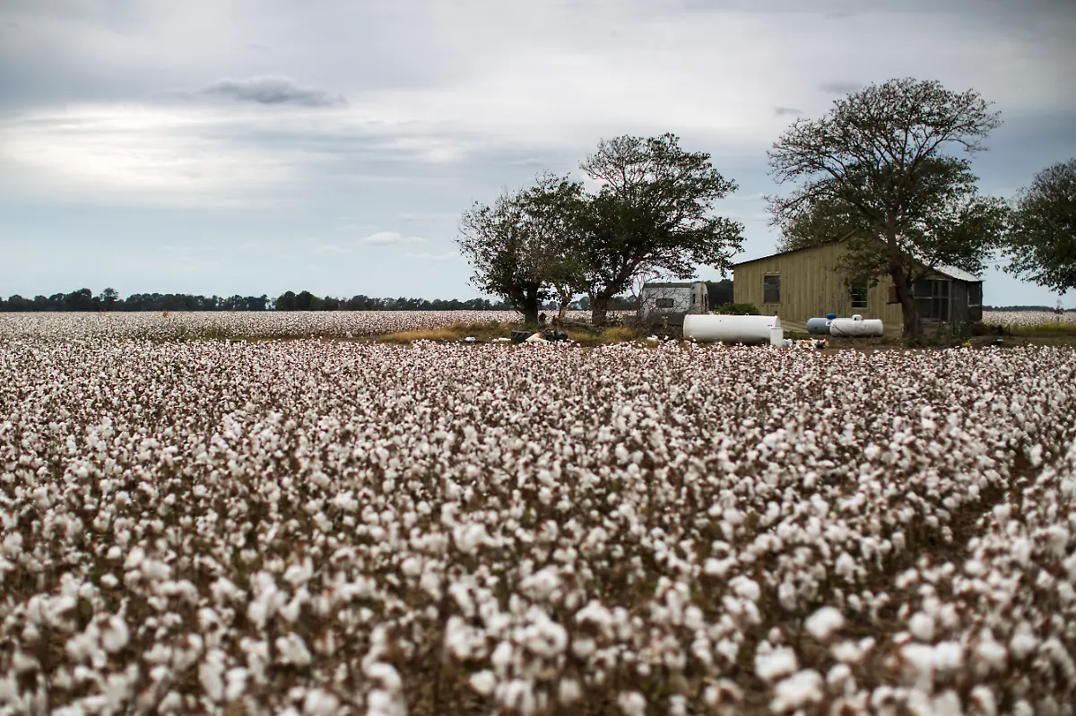2015-11-19T120000Z-119737733-TM3EBBI18GG01-RTRMADP-3-USA-COTTON-WIDERIMAGE