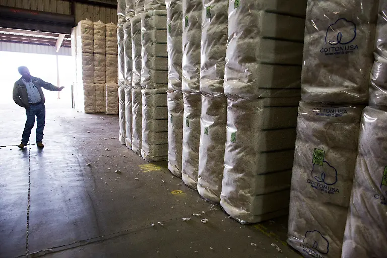 2015-11-19T120000Z-1650295145-TM3EBBI18IM01-RTRMADP-3-USA-COTTON-WIDERIMAGE-1