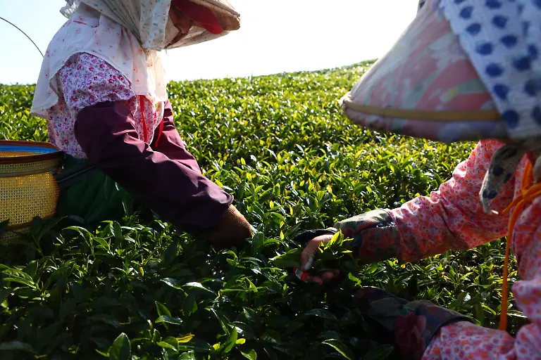 2021-10-13T230213Z-494679315-RC2NAN9211KQ-RTRMADP-3-CLIMATE-CHANGE-TAIWAN-TEA