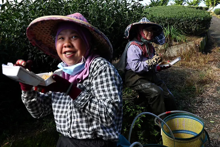 2021-10-13T230203Z-1153731663-RC2CJP9JFOF4-RTRMADP-3-CLIMATE-CHANGE-TAIWAN-TEA