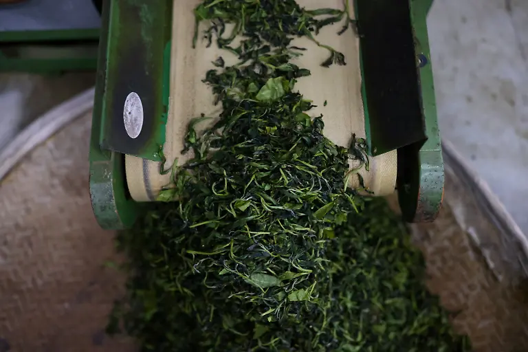 2021-10-13T230200Z-1761672030-RC2TJP90ZDUP-RTRMADP-3-CLIMATE-CHANGE-TAIWAN-TEA