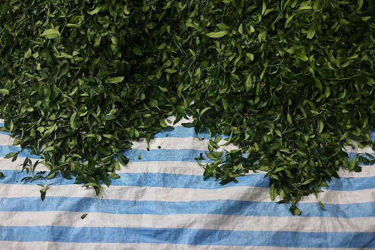 2021-10-13T230150Z-2108897585-RC2DAN9HZDV0-RTRMADP-3-CLIMATE-CHANGE-TAIWAN-TEA