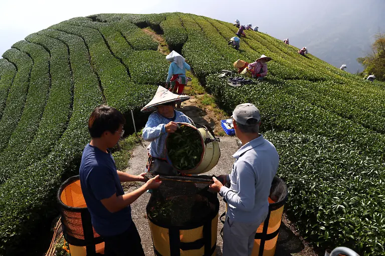 2021-10-13T230138Z-1987707971-RC2OAN9SCMOR-RTRMADP-3-CLIMATE-CHANGE-TAIWAN-TEA