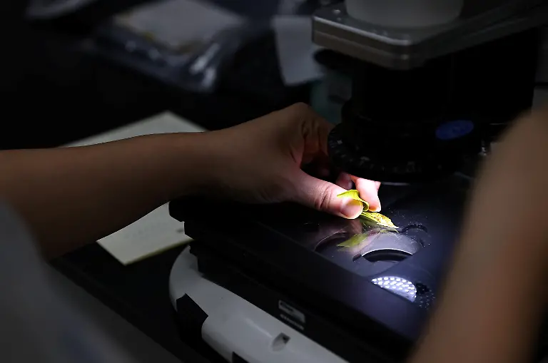 2021-10-13T230118Z-1681462780-RC28EN9DLWZJ-RTRMADP-3-CLIMATE-CHANGE-TAIWAN-TEA