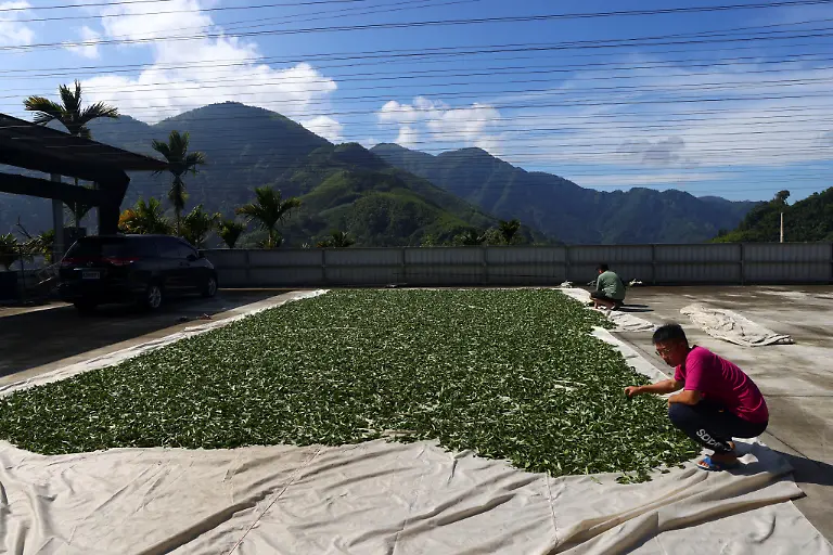 Chien-Shun-yih-Tee-zum-Trocknen