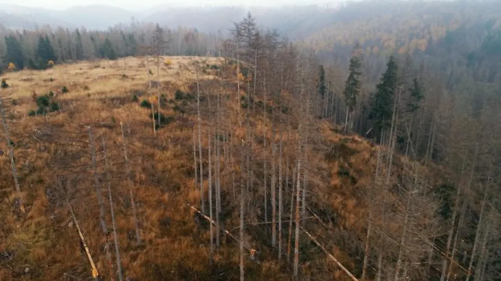 Abgestorbene-Fichten-stehen-auf-auf-einer-Forstflaeche-bei-Wernigerode