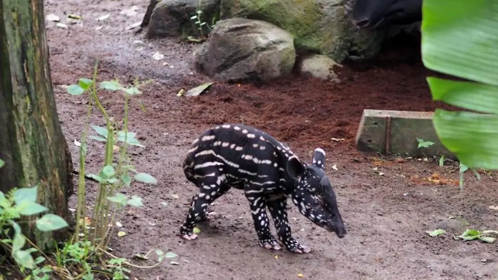 Ein-kleines-Schabrackentapir-Jungtier-laeuft-im-Gehege-im-Zoo-Leipzig