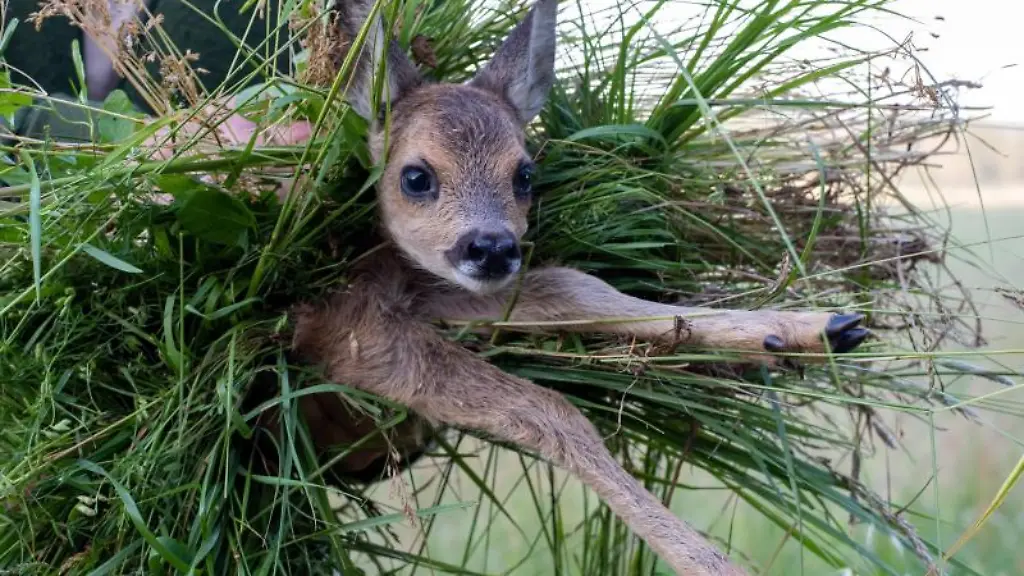 Ein-Rehkitz-wird-von-einem-Feld-getragen