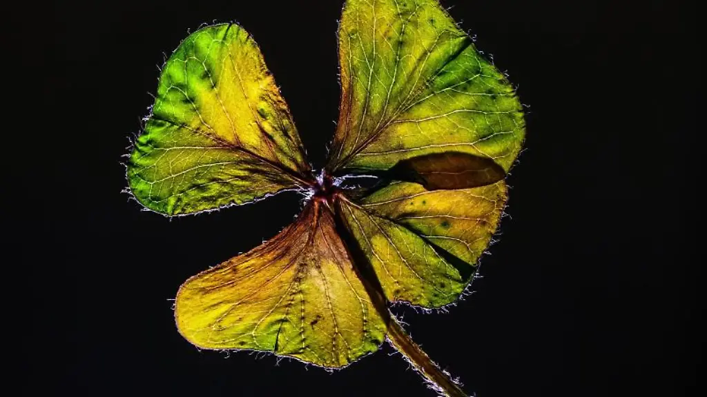 Ein-gepresstes-und-schon-fast-getrocknetes-vierblaettriges-Kleeblatt