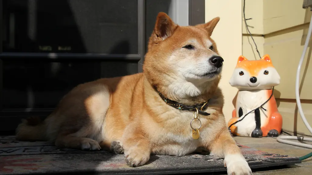 2021-03-26T000000Z-1366348896-RC20JM92Z1L2-RTRMADP-3-USA-INSURANCE-PETS