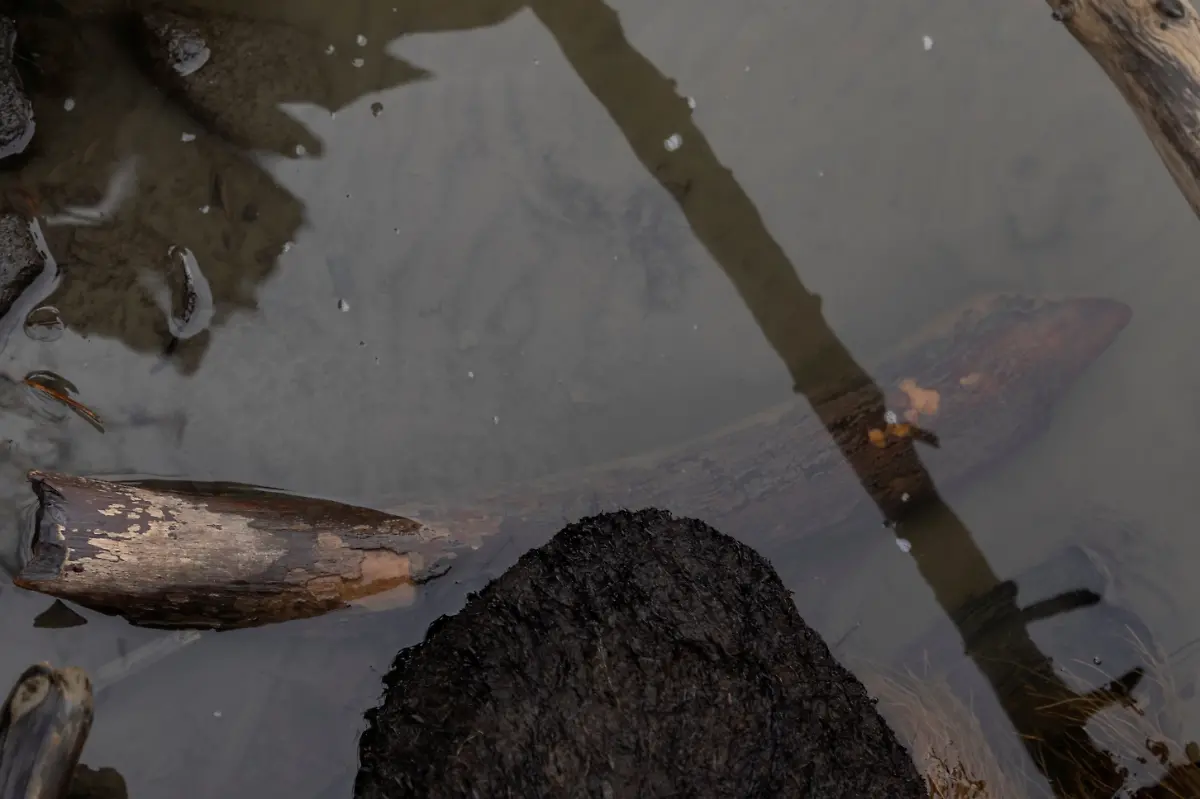 Stu-ck-von-Mammutstosszahn