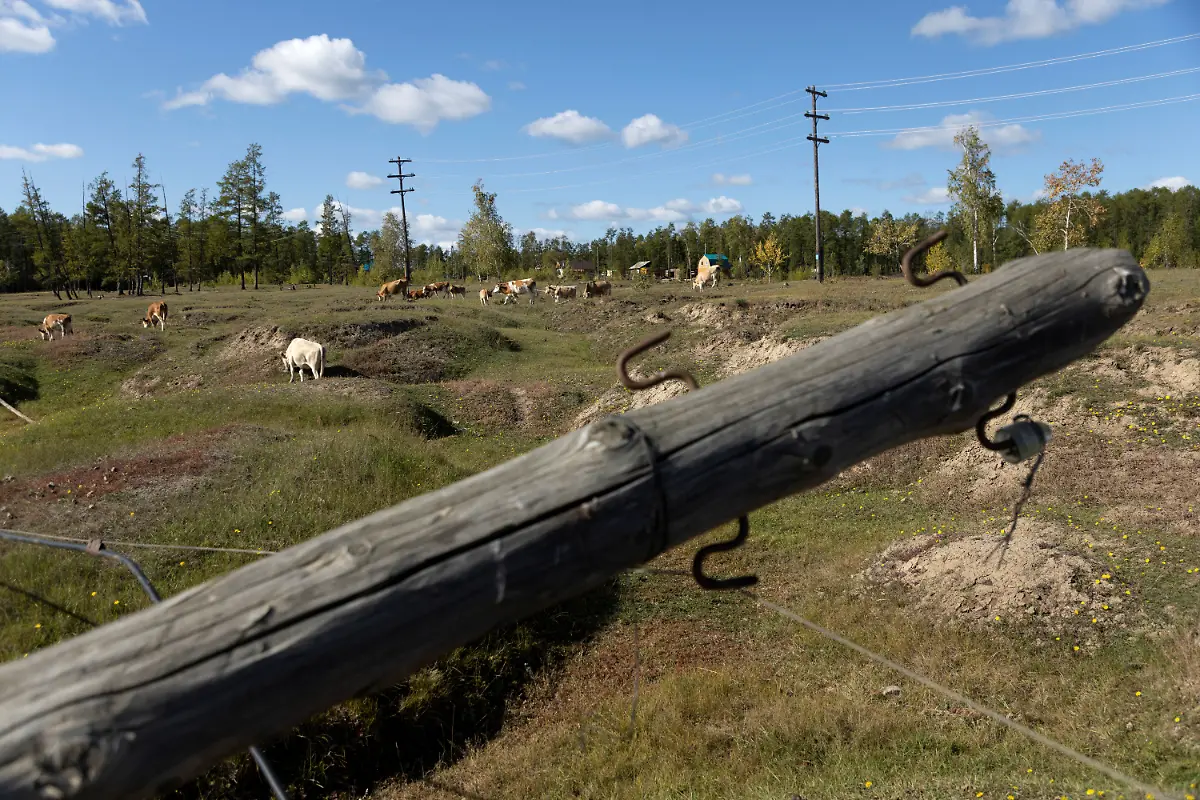 Ku-he-grasen-auf-verformtem-Boden