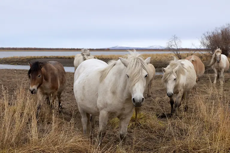 2021-11-04T081601Z-923179302-RC2OOP9FYP1B-RTRMADP-3-CLIMATE-UN-RUSSIA-PERMAFROST