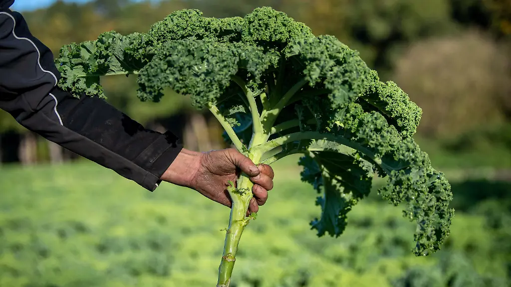 61c914e3c143e93aaa66e7e3390fac41