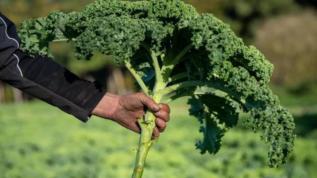 Gruenkohl-wird-auf-einem-Feld-geerntet