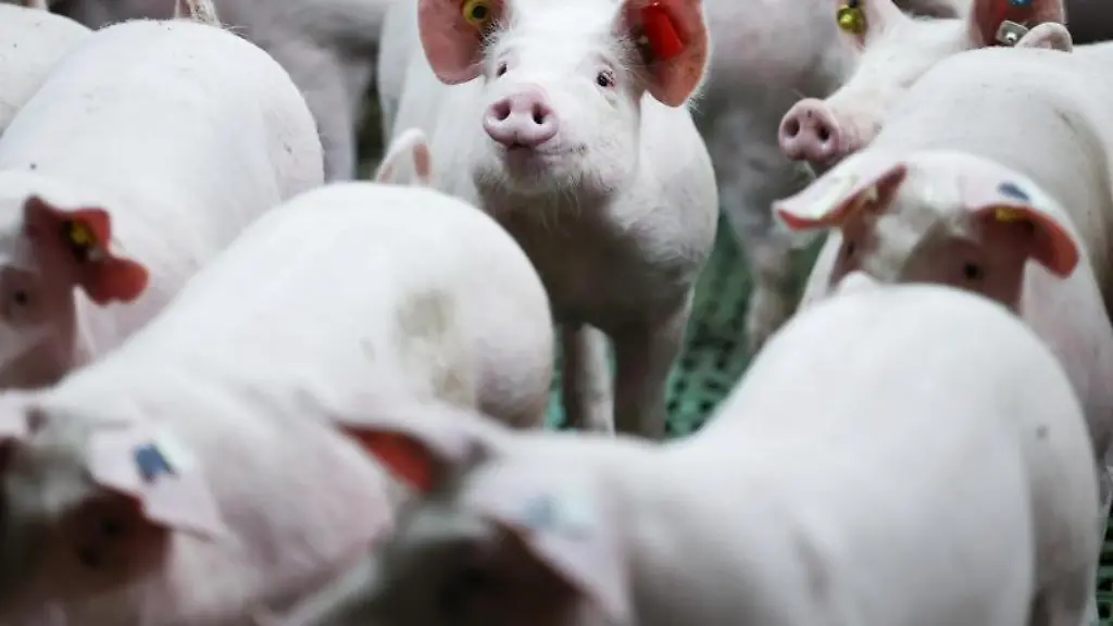 Schweine-stehen-in-einem-Maststall