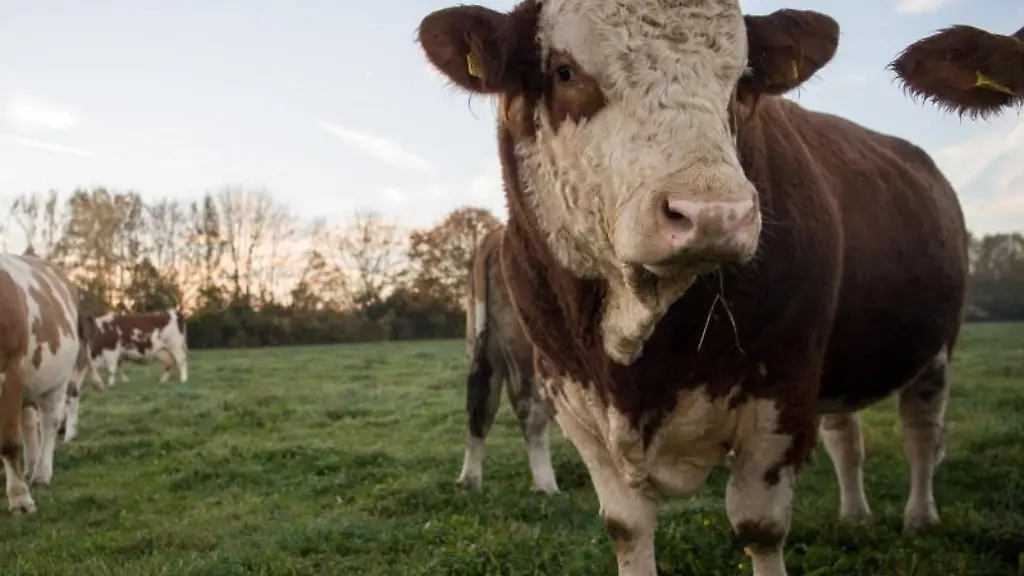 Kuehe-stehen-auf-einer-Weide