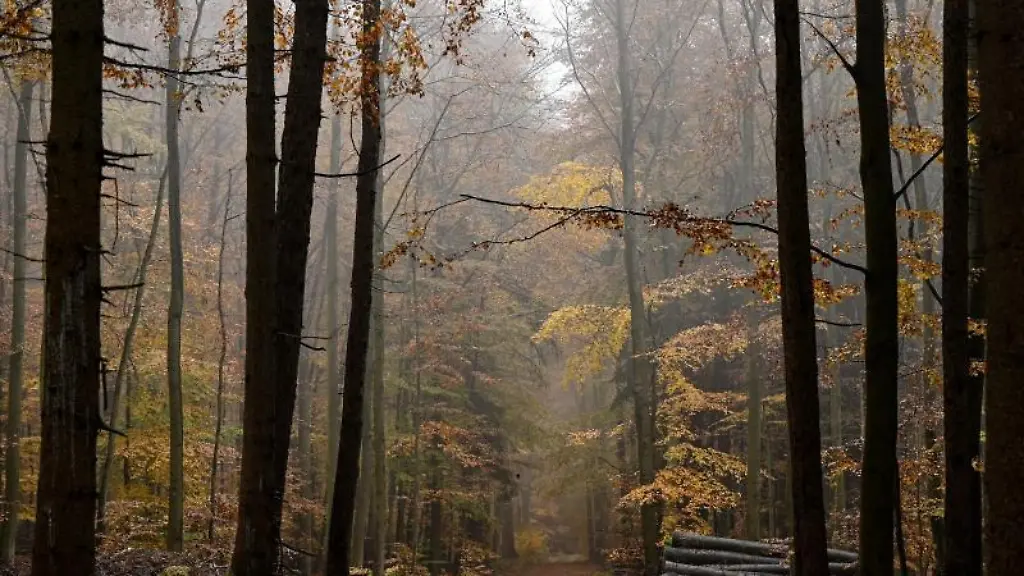 Nebel-hat-sich-bei-Regen-in-einem-herbstlich-verfaerbten-Wald-im-Hochtaunus-bei-Schmitten-gebildet