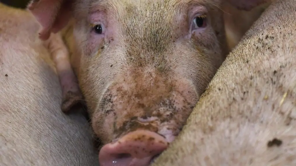 Schweine-stehen-in-einem-Stall