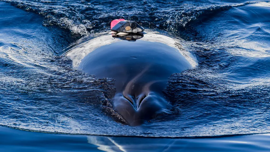 ACHTUNG-Frei-nur-im-Zusammenhang-mit-der-Berichterstattung-ueber-die-Studie