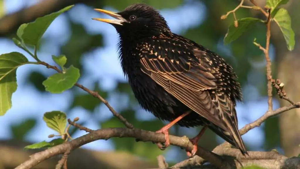 ACHTUNG-Frei-nur-im-Zusammenhang-mit-der-Berichterstattung-ueber-die-Studie
