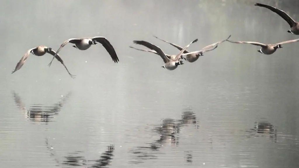 Gaense-fliegen-im-Morgenebel-ueber-der-Ruhr