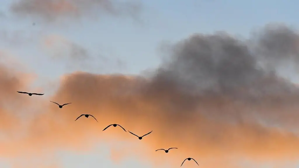 Zahlreiche-Gaense-fliegen-am-Abend-in-der-Daemmerung-zu-ihren-Schlafplaetzen