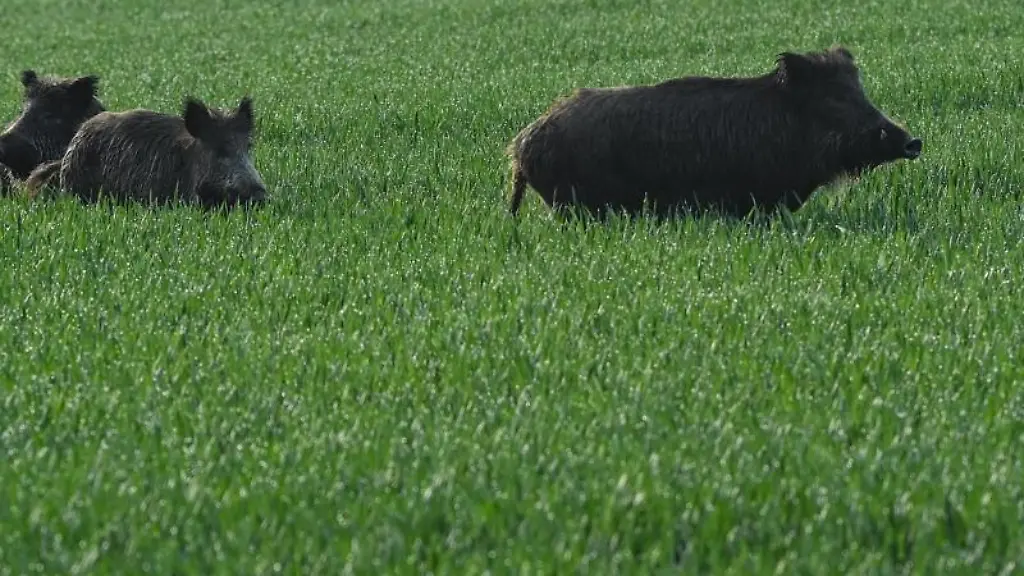 Wildschweine-stehen-am-fruehen-Morgen-in-einem-noch-gruenen-Getreidefeld