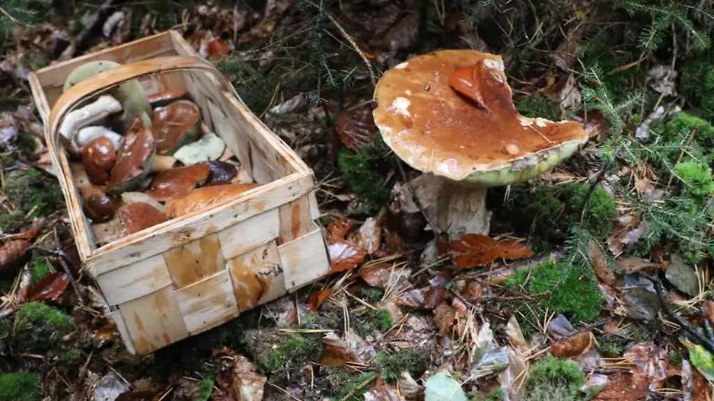 Ein-Korb-mit-Pilzen-steht-auf-dem-Waldboden
