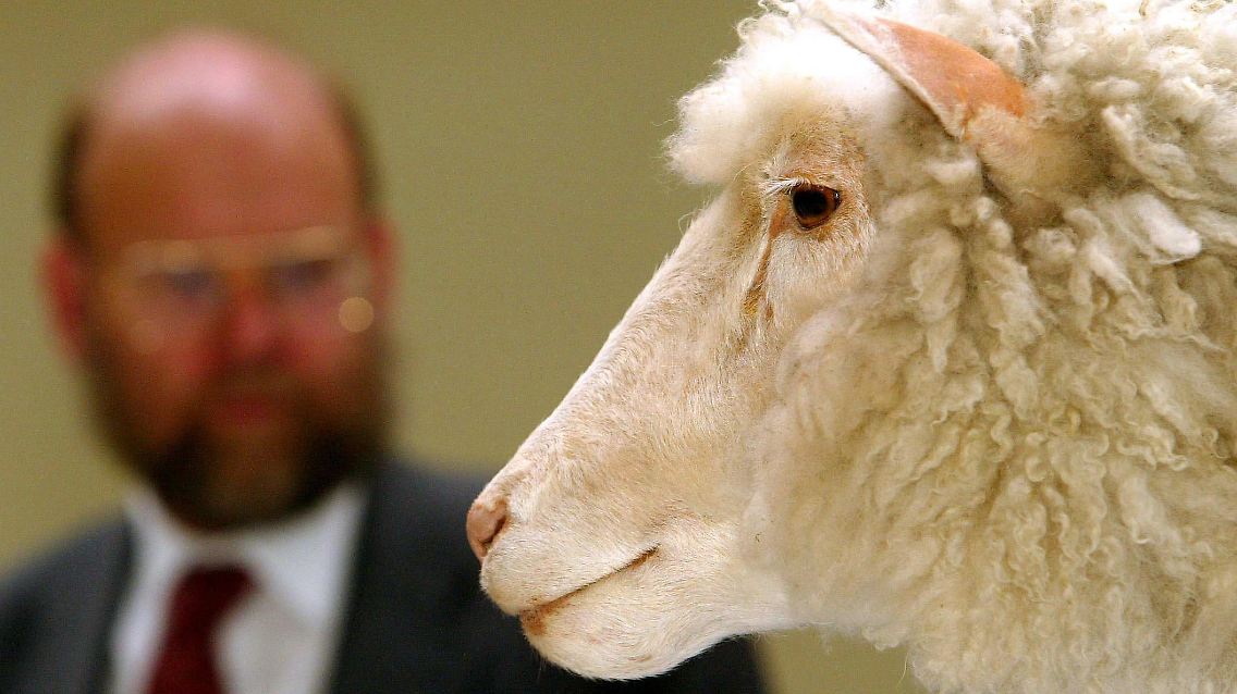Was passiert mit dem Fleisch der Nachkommen geklonter Tiere wie dem Schaf Dolly?