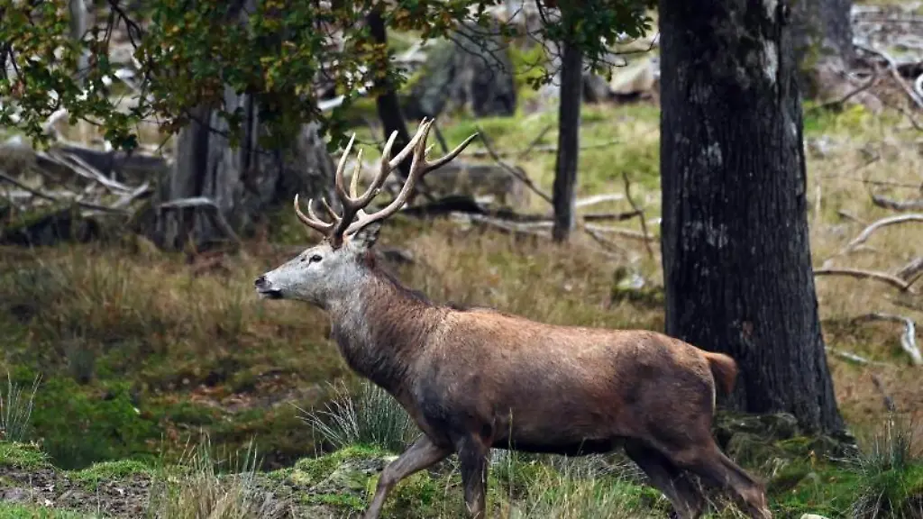 Ein-Rothirsch-steht-in-einem-Waldgebiet
