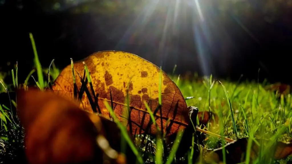 Ein-herbstlich-gefaerbtes-Blatt-eines-Walnussbaumes-liegt-auf-einem-Rasen