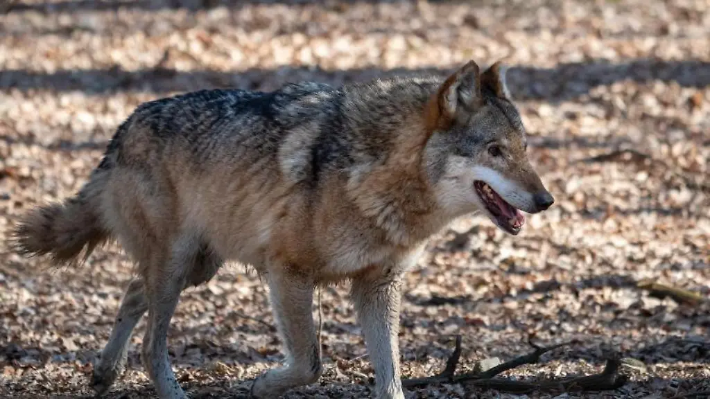 Ein-Wolf-laeuft-herum