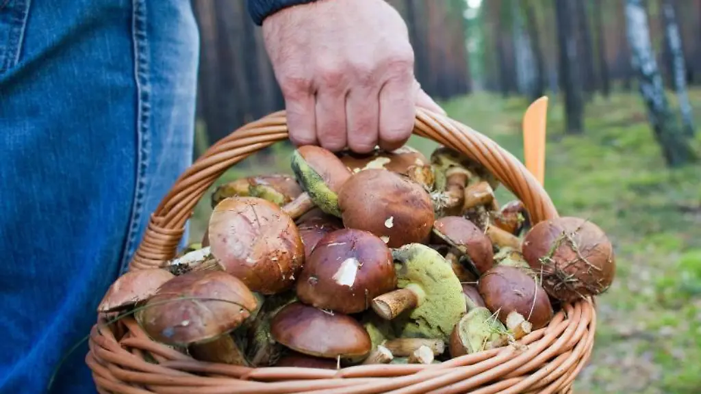 Ein-Pilzsammler-traegt-in-einem-Waldstueck-einen-vollen-Korb-mit-Maronen